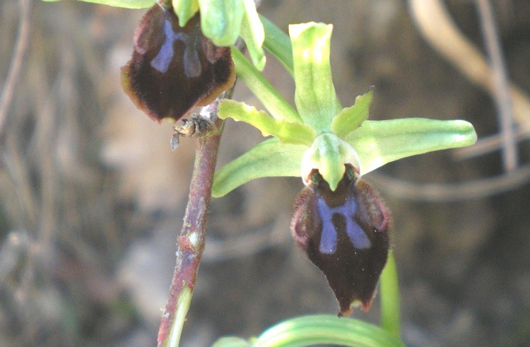 orchidee del perugino